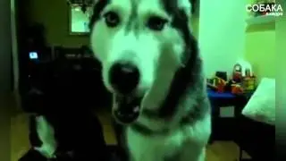 Говорящая собака. (Говорящая Хаски).