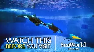 The Good, the Bad, and the Fin-tastic | Review of EVERY SeaWorld Orlando Exhibit