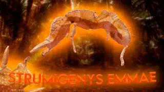 STRUMIGENYS EMMAE: Самые необычные муравьи — Удивительные виды муравьёв №2