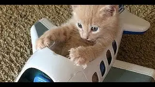 Best Funny Videos   Cats being Awesome