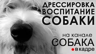 Дрессировка и воспитание собаки. 
