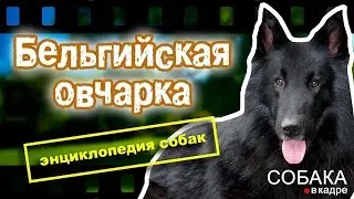 Бельгийская овчарка. Энциклопедия пород собак.