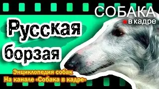 Русская борзая. Энциклопедия пород собак.