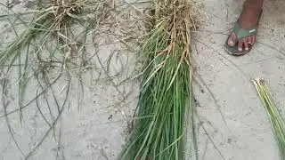 Kush @SureshDigitalSeva