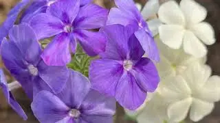 Республика Саха (Якутия), Горный улус, село Дикимдя, Агроусадьба 