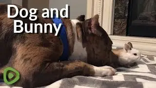 Pit Bull Looks After Cute Baby Bunny And Acts As His Dad #DogAndBunnies #RumbleViral