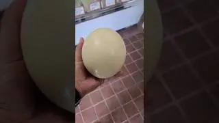 అమెరికా లో ostrich eggs, Los angeles, dinosaur size egg, 1.5 kilos, very strong shell, $75 dollars