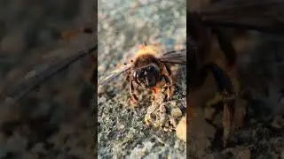 best macro camera mobile ever 