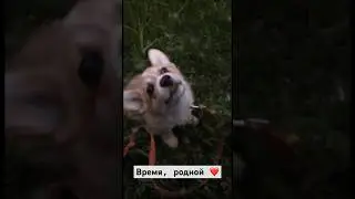 Собачья жизнь🤍