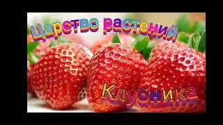 Екатерина Румянцева, воспитатель Школы № 2031. Клубника