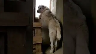 Смотрящий 