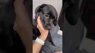 Бойцовский лабрадор 😂 