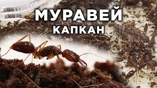 САМЫЕ БЫСТРЫЕ И НЕОБЫЧНЫЕ МУРАВЬИ - Odontomachus rixosus