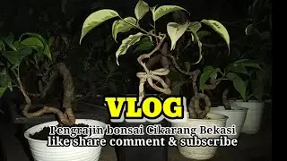 VLOG || PENGRAJIN TANAMAN BONSAI || CIKARANG BEKASI || KONTRAS TV