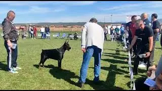 Doberman Napoleon Betelges