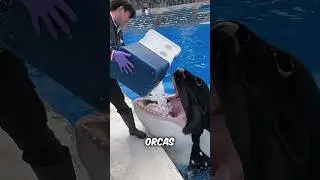 Orcas Eating Ice Explained 