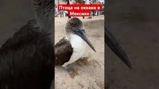Чуда птица/ Мексика сколько лайков? 