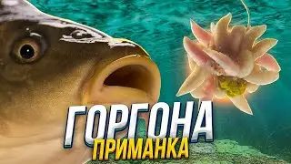 Приманка - ГОРГОНА !