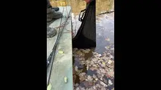 Профессиональный карпфишинг в гостях на озере Форест Фишинг