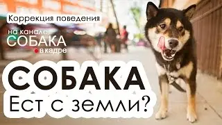 Собака подбирает и ест с земли. Как исправить.