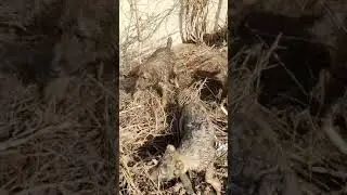 щенки Тобет нашли лужу для купания