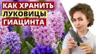 Когда выкапывать Гиацинты и как правильно хранить луковицы Гиацинтов.