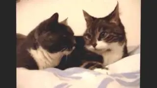 Funny Cat Videos Ever - Best Cat Fails