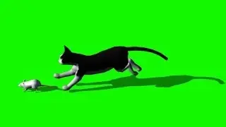 cat and mouse - green screen effect