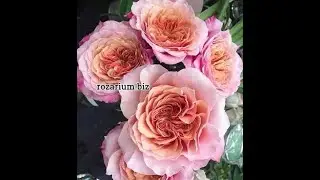 ЗАКАЗЫ ОТПРАВЛЯЕМ. питомник роз полины козловой rozarium.biz, КАТАЛОГ РОЗ ОСЕНЬ 2021 ОТКРЫТ.