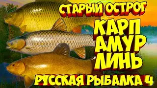 русская рыбалка 4 - Карп Амур Линь озеро Старый Острог - рр4 фарм Алексей Майоров russian fishing 4