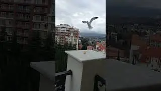 Чайки хватают еду на лету