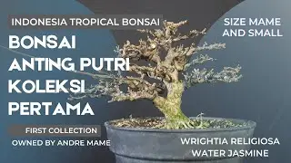 Koleksi bonsai mame anput pertama ukuran mame dan small gaya natural yang masih proses