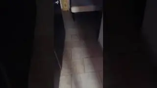 Scorpione in casa