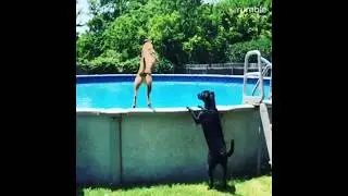 Watch this dog jump into a pool in epic slow motion