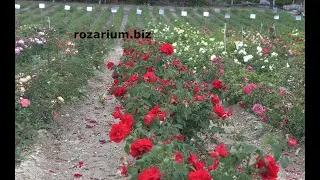 розы красный конь и розоман дженон. питомник роз полины козловой - rozarium.biz