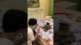 кот это отличный советчик 