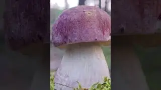 #Грибная