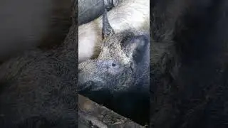 Дикий кабан