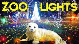 🐼🌲CHICAGO HOLIDAY ZOOLIGHTS 🎅 LINCOLN PARK ZOO 🎅 WALKING TOUR