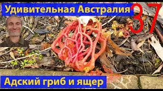 Короткие видео обо всем в Австралии. Выпуск 37. (видео 480)