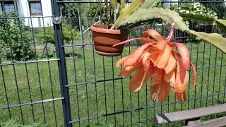 Джунгли.Лесные кактусы.Мои эпифиллумы.