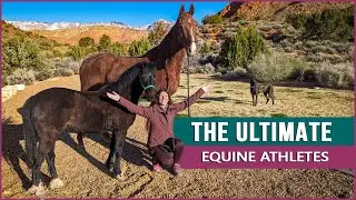 Equestrian Rides Endurance Horses in Utah