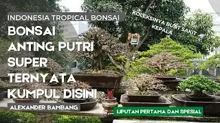 Exclusive! Intip koleksi tersembunyi puluhan bonsai anting putri super milik alexander bambang