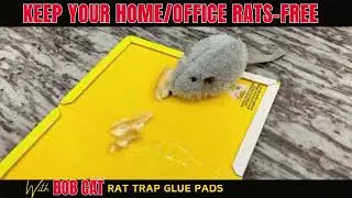 Protect your Home/Office from Rats with Bob Cat Glue Pads