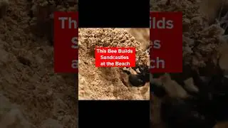 It's a Day at the Beach for These Digger Bees | Deep Look 