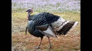 Versi degli animali della fattoria - ita