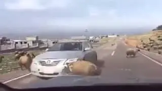 Баран против авто