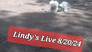 Lindy's Live 8/20/24 Talking about nothing