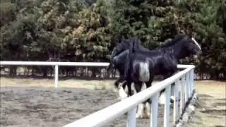 Caballos Shire en Libertad