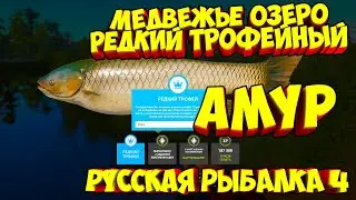 русская рыбалка 4  Редкий Трофей Амур Медвежье озеро - рр4 фарм Алексей Майоров russian fishing 4